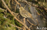 Geelgors (Emberiza citrinella)