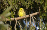 Geelgors (Emberiza citrinella)