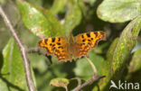 Comma (Polygonia c-album)