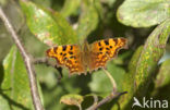 Gehakkelde aurelia (Polygonia c-album)