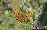 Gehakkelde aurelia (Polygonia c-album)