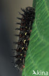 Comma (Polygonia c-album)