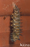 Comma (Polygonia c-album)