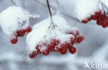 Guelder Rose