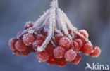 Guelder Rose