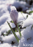 Snow Crocus (Crocus chrysanthus)