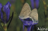 Gentiaanblauwtje (Maculinea alcon) 