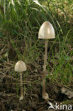 Dung Fungus (Panaeolus fimiputris)