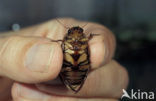 Great Diving Beetle (Dytiscus marginalis)