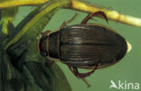Great Diving Beetle (Dytiscus marginalis)