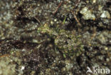 Gewone Oeverloopkever (Elaphrus riparius)