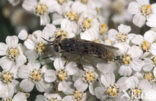 Common cleg fly (Haematopota pluvialis)
