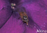 Heineken Fly (Rhingia campestris)