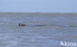 Common Seal (Phoca vitulina)