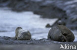 Common Seal (Phoca vitulina)