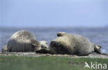 Common Seal (Phoca vitulina)
