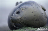 Common Seal (Phoca vitulina)