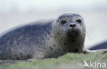 Common Seal (Phoca vitulina)
