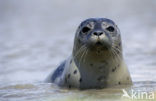 Common Seal (Phoca vitulina)