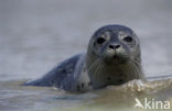 Common Seal (Phoca vitulina)