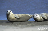 Common Seal (Phoca vitulina)