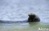 Common Seal (Phoca vitulina)