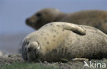 Common Seal (Phoca vitulina)