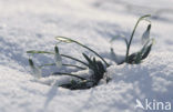 Common Snowdrop (Galanthus nivalis)