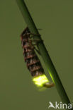 Glow worm (Lampyris noctiluca)