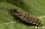 Glow worm (Lampyris noctiluca)