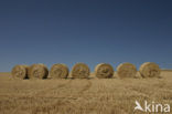 Grain