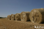 Grain