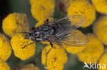 Camouflaged Flesh Fly (Sarcophaga carnaria)