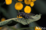 Camouflaged Flesh Fly (Sarcophaga carnaria)