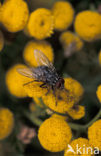 Camouflaged Flesh Fly (Sarcophaga carnaria)