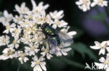 Greenbottle (Lucilia caesar)