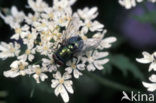 Greenbottle (Lucilia caesar)