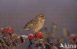 European Greenfinch (Carduelis chloris)
