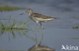 Groenpootruiter (Tringa nebularia)