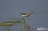 Groenpootruiter (Tringa nebularia)