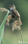 Grote Karekiet (Acrocephalus arundinaceus) 