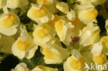 Greater Yellow-rattle (Rhinanthus angustifolius)