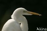 Grote zilverreiger (Casmerodius albus)