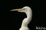 Grote zilverreiger (Casmerodius albus)