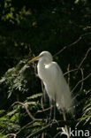 Grote zilverreiger (Casmerodius albus)