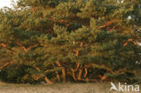 Scots Pine (Pinus sylvestris)