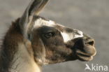 Guanaco (Lama guanicoe)