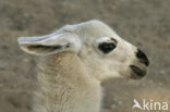 Guanaco (Lama guanicoe)