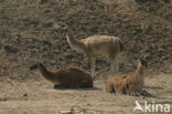 Guanaco (Lama guanicoe)