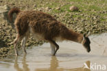 Guanaco (Lama guanicoe)